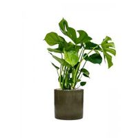 Plant in Pot Monstera Deliciosa 100 cm kamerplant in Cylinder green 30 cm bloempot - thumbnail