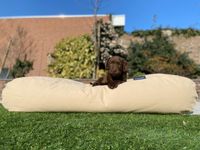 Dog's Companion® Hondenbed beige superlarge - thumbnail