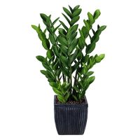 Zamioculcas 80 cm - Buitengewoon de Boet