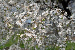 Dikke Kersenboom haagvorm