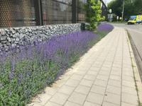 Plantenmat vasteplanten Kattenkruid Nepeta prijs per 1m2 cm Covergreen - Covergreen
