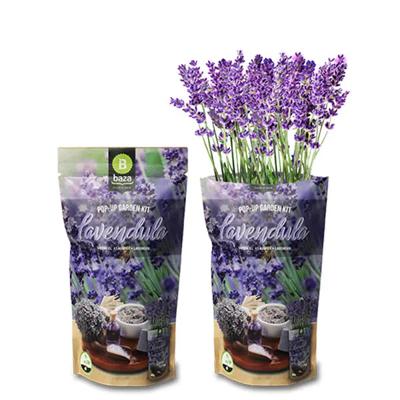 'Pop-up Garden, Lavendel' kopen? | FOR YOU GIFTS