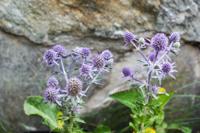 Kruisdistel Kruisdistel