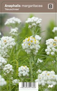 Vips Anaphalis margaritacea Neuschnee - Siberische edelweiss