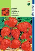 Zaden Aardbei Grandian F1 Hortitops - Hortitops