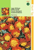 Tagetes patula nana Petite Harmony - Hortitops