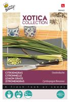 Xotica Citroengras - Buzzy