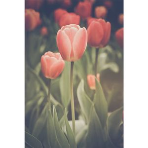 Plexiglas Schilderij Rode Tulpen - B60x L90 Cm