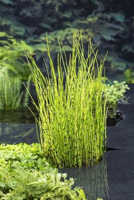 Holpijp / Equisetum fluviatile