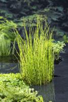 Holpijp / Equisetum fluviatile