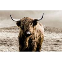 Glasschilderij Schotse Hooglander 160x110cm 128