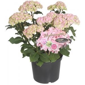 Hydrangea Macrophylla "Double Flowers Pink"® boerenhortensia - 25-30 cm - 1 stuks