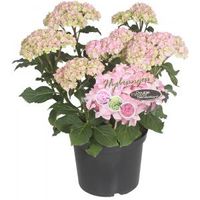 Hydrangea Macrophylla "Double Flowers Pink"® boerenhortensia - 25-30 cm - 1 stuks