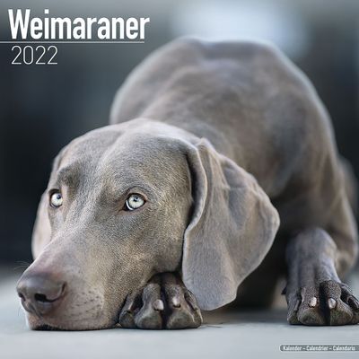 Kalender 2025 Weimarse staande hond