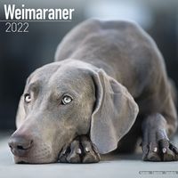 Kalender 2025 Weimarse staande hond