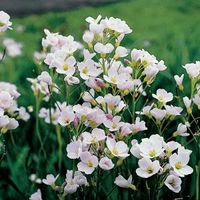 Pinksterbloem (Cardamine pratensis) moerasplant - 6 stuks