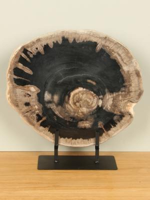 Schijf versteend hout op standaard nr. 31