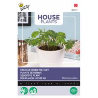 Buzzy - House Plants Mimosa pudica - kruidje roer me niet - thumbnail