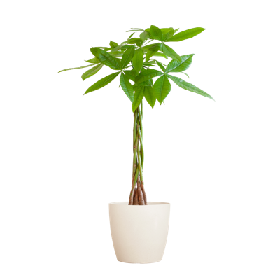 Pachira Aquatica met Viber wit - 80cm - Ø21
