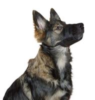 Mikki Muzzle muilband nr. 2 XL - Gebr de boon Mikki Muzzle muilband nr. 2 XL - Gebr de boon