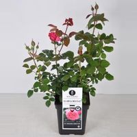 Grootbloemige roos (rosa "Elbflorenz"®) - C5 - 1 stuks