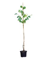 Walnotenboom Lange van Lod Juglans regia Lange van Lod h 187,5 cm st. omtrek 2 cm - Warentuin Natuurlijk