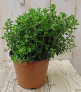 Marjolein - Warentuin natuurlijk
