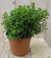 Marjolein - Warentuin natuurlijk