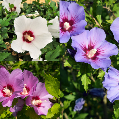 Driekleurige Hibiscus