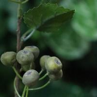 Kunst Bessentak Deluxe Groen 85cm