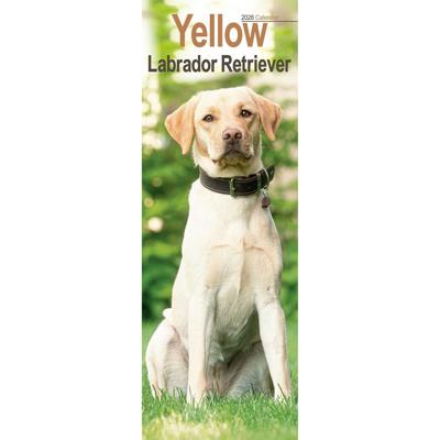 Labrador Retriever Blond Kalender 2026 Slimline