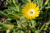 IJsbloem