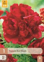 Pioenroos paeonia red magic