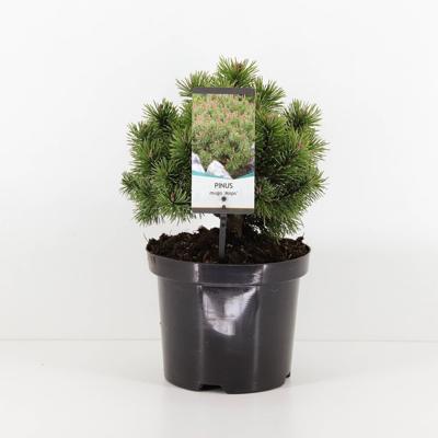 Pinus mugo mops 20-25 cm - Warentuin natuurlijk