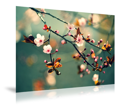 Fotoafdruk Mat 45x60