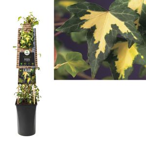 Klimplant Hedera h. Goldheart 75 cm - Van der starre