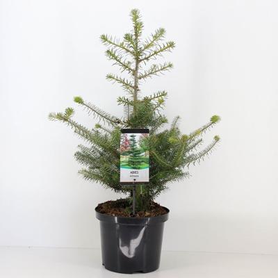 Abies koreana 80 cm - Warentuin natuurlijk