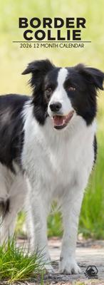 Border Collie Slimline Kalender 2026