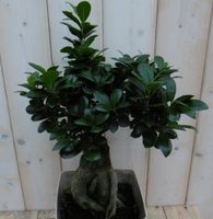 Kamerplant Bonsai Ficus Microcarpa 50 cm - Warentuin Natuurlijk