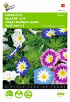 Convulvulus Gemengde Kleuren - Buzzy