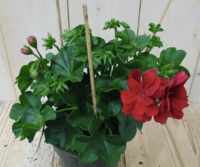 3 stuks! Hanggeranium Pelargonium peltatum rood Warentuin Natuurlijk - Warentuin natuurlijk