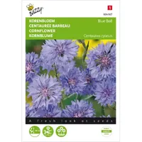 Centaurea, Korenbloem Blue Ball dubbelbloemig