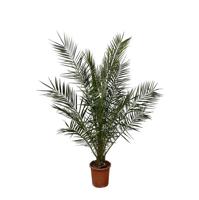 Phoenix Canariensis - 180 cm - Ø24cm Phoenix Canariensis - 180 cm - Ø24cm