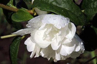 Boerenjasmijn Boerenjasmijn