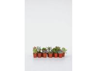 Mini Succulenten - mix van 12