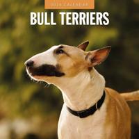 Bull Terrier Kalender 2026