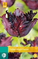 Tulipa Black Parrot 5 bollen - JUB