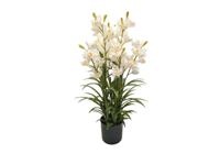 Cymbidium kunstplant 90 cm, wit - Buitengewoon de boet