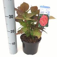 Hydrangea Serrata "Preziosa" berghortensia - thumbnail