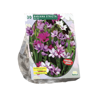 Vlinderplant